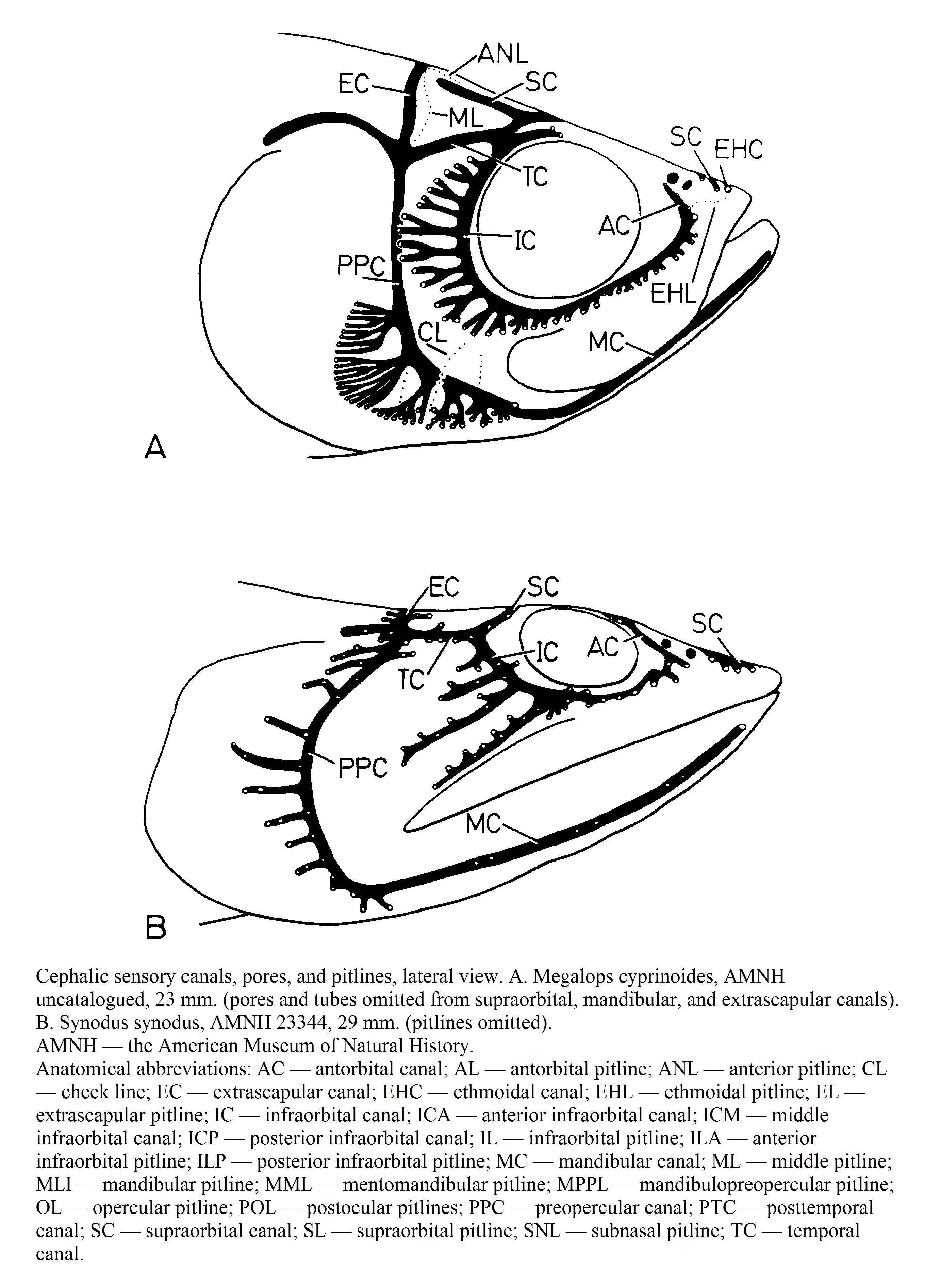 (Megalops cyprinoides) (Synodus synodus)